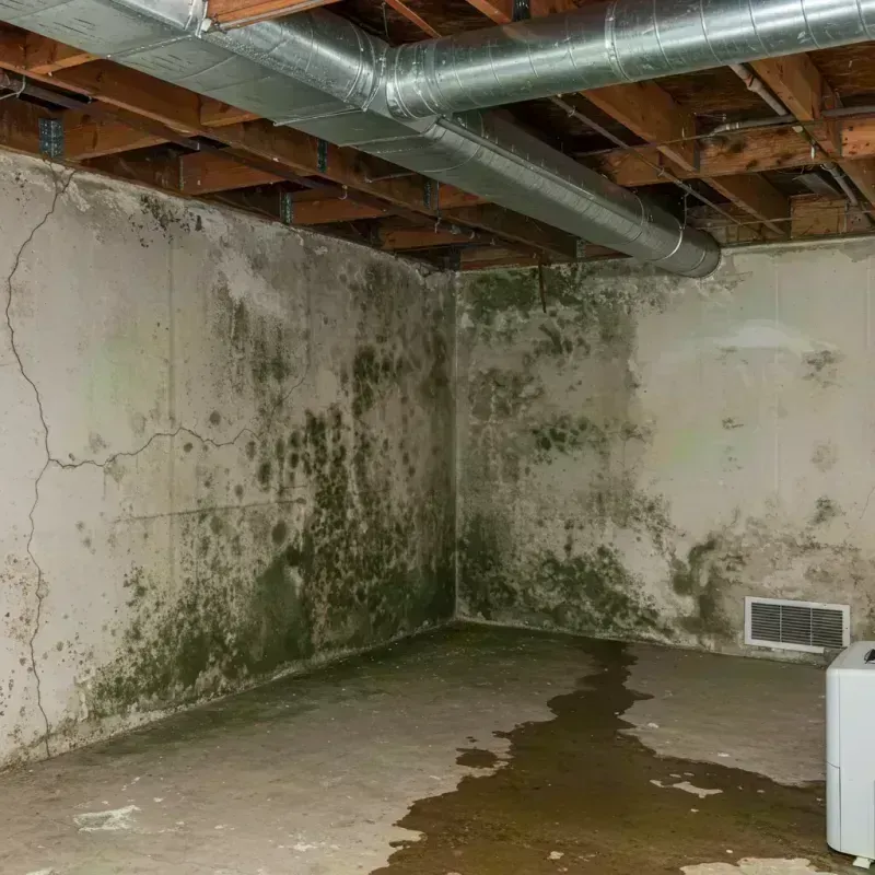 Professional Mold Removal in Pekin, IL